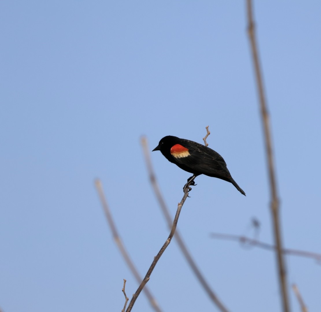 Red-winged Blackbird - John Leonard