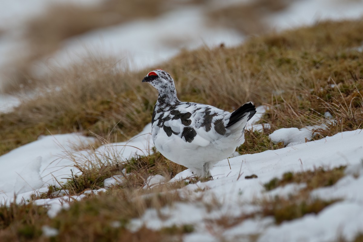 Alpenschneehuhn - ML616004331