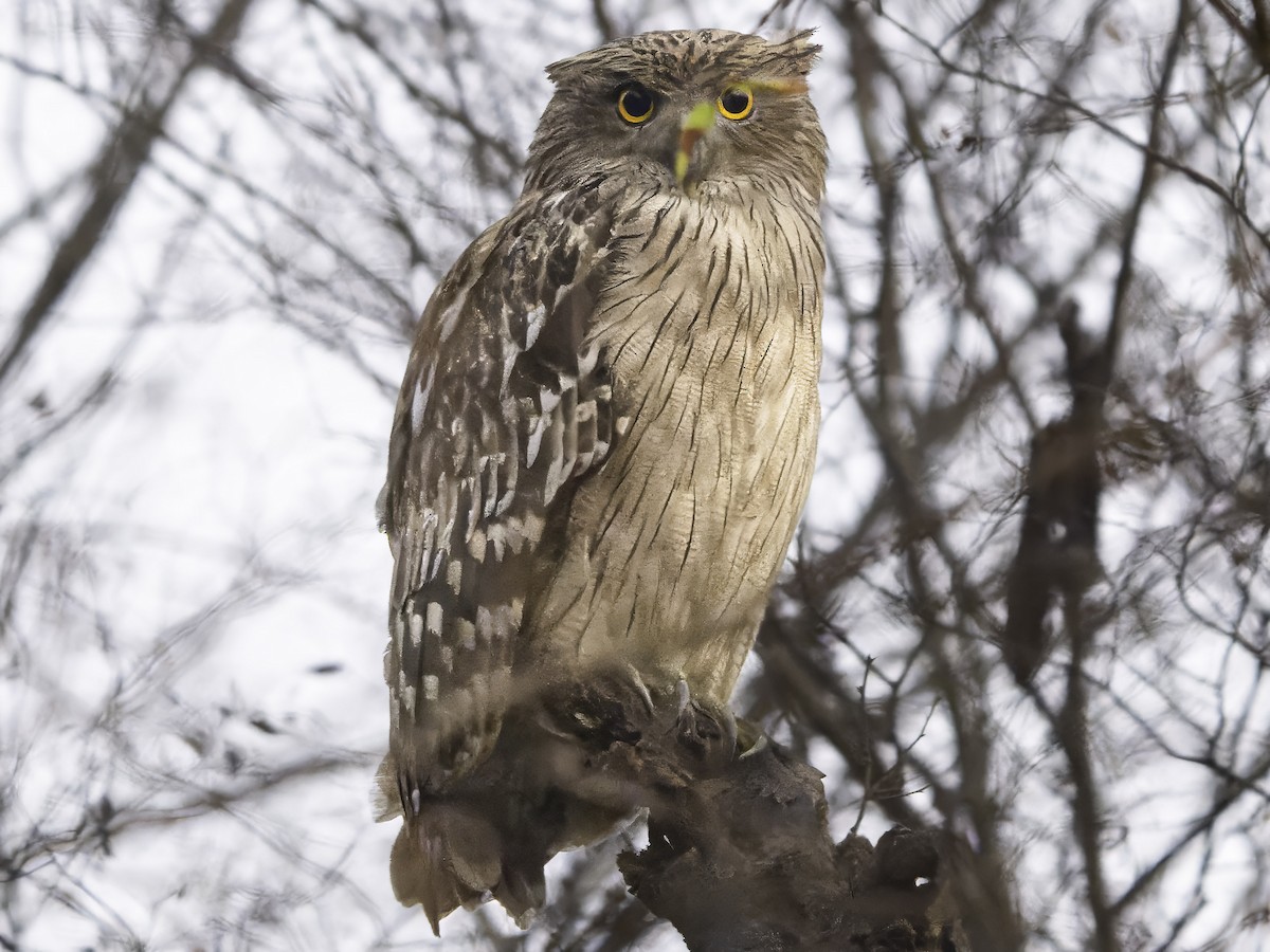 Brown Fish-Owl - Grant Price