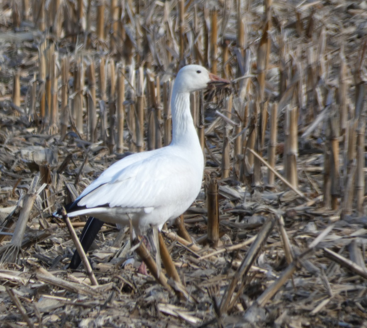 Snow Goose - ML616004439