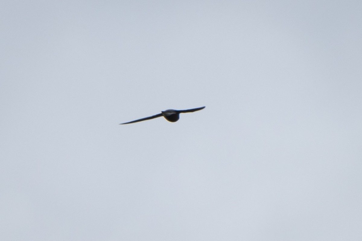 needletail sp. - ML616004492