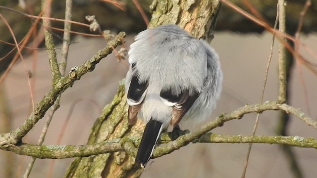 Loggerhead Shrike - ML616004495