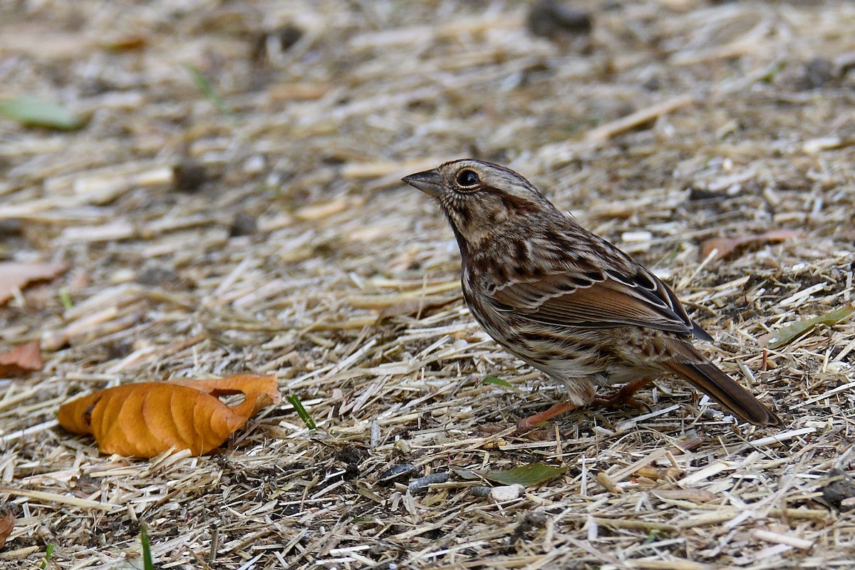 Song Sparrow - ML61600451