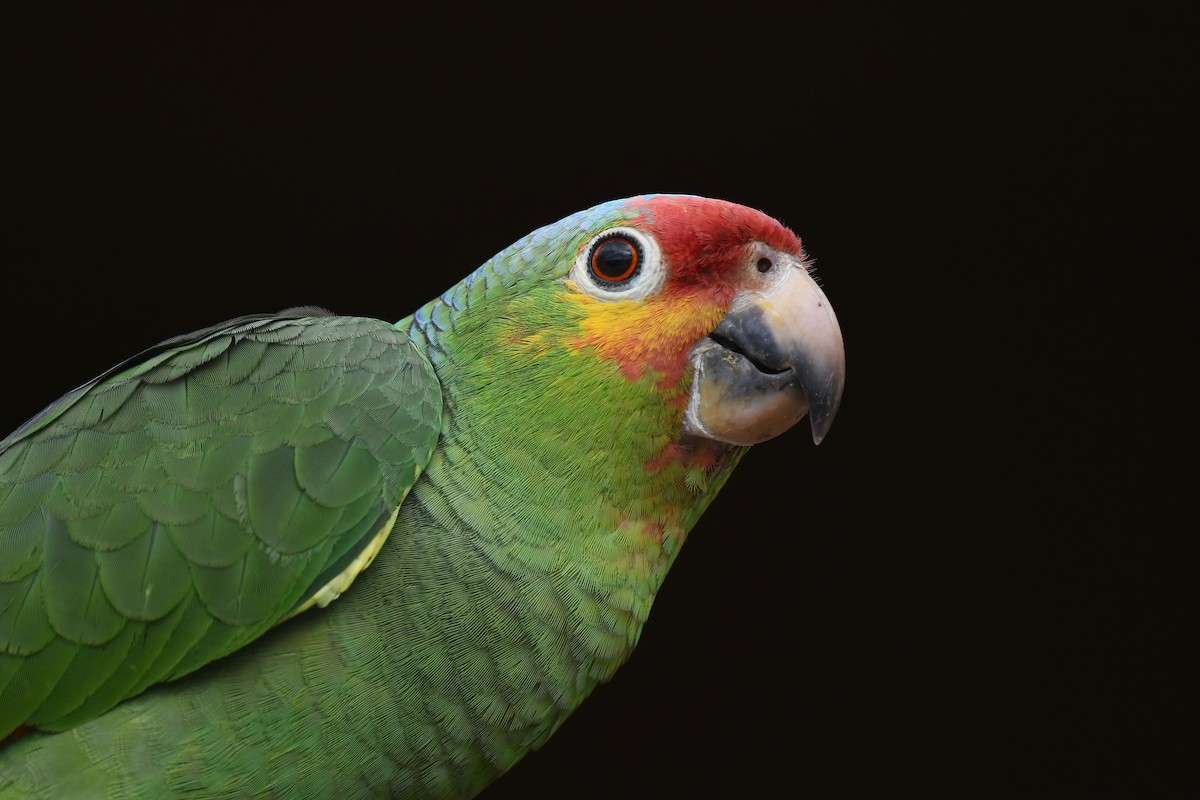Red-lored Amazon - ML616004551
