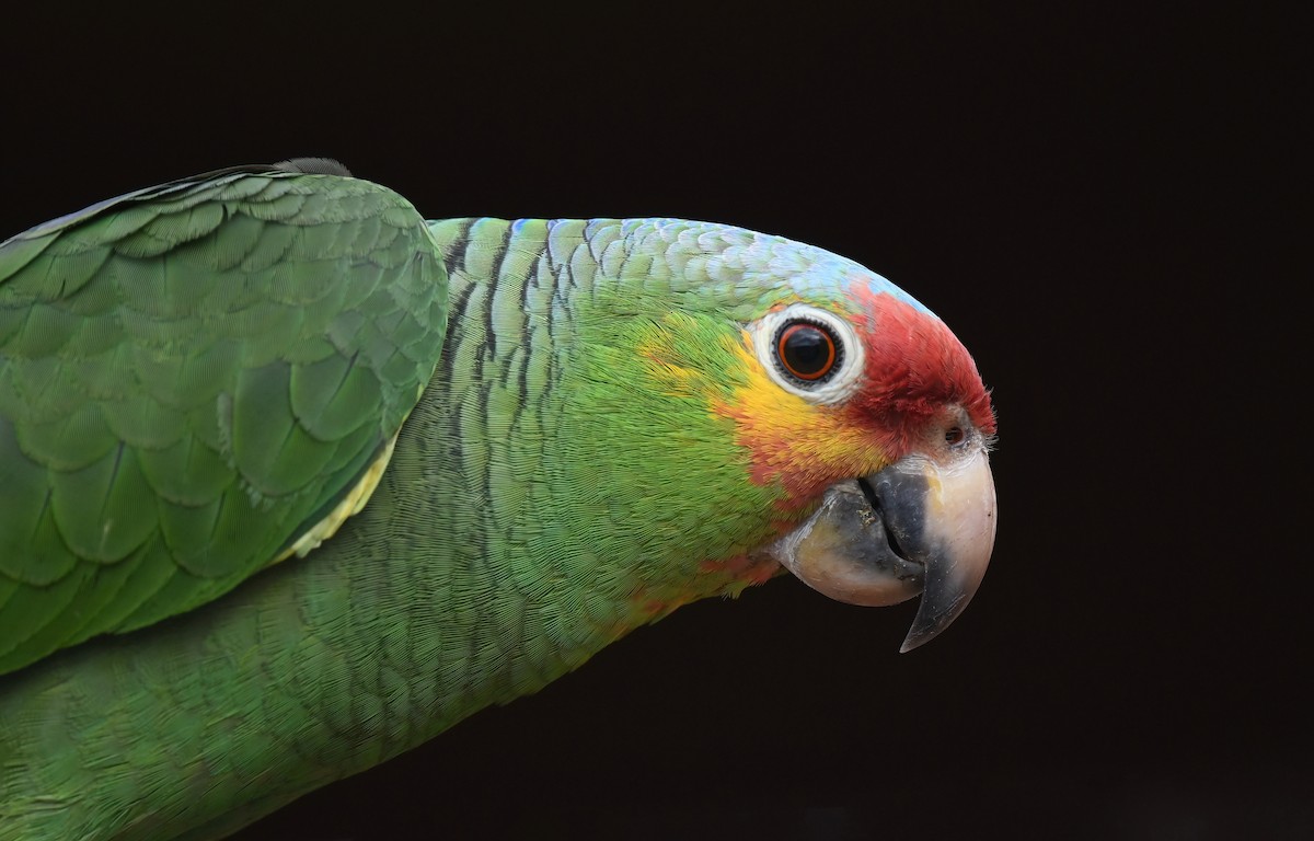 Red-lored Parrot - ML616004555