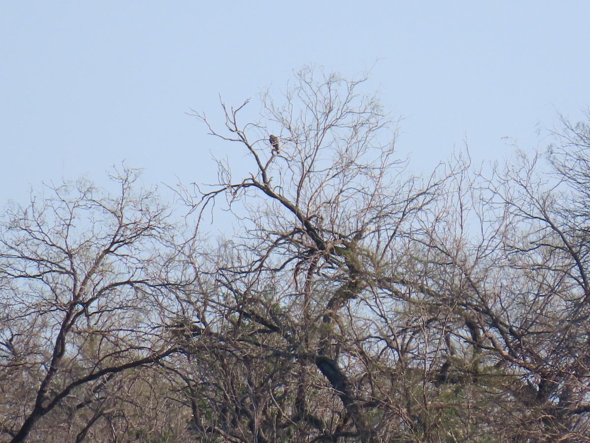 Crane Hawk - ML616004558