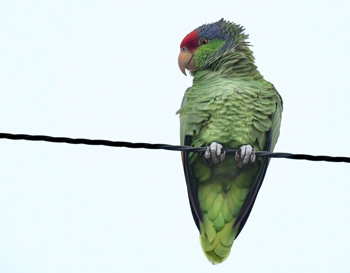Red-crowned Parrot - ML616004567