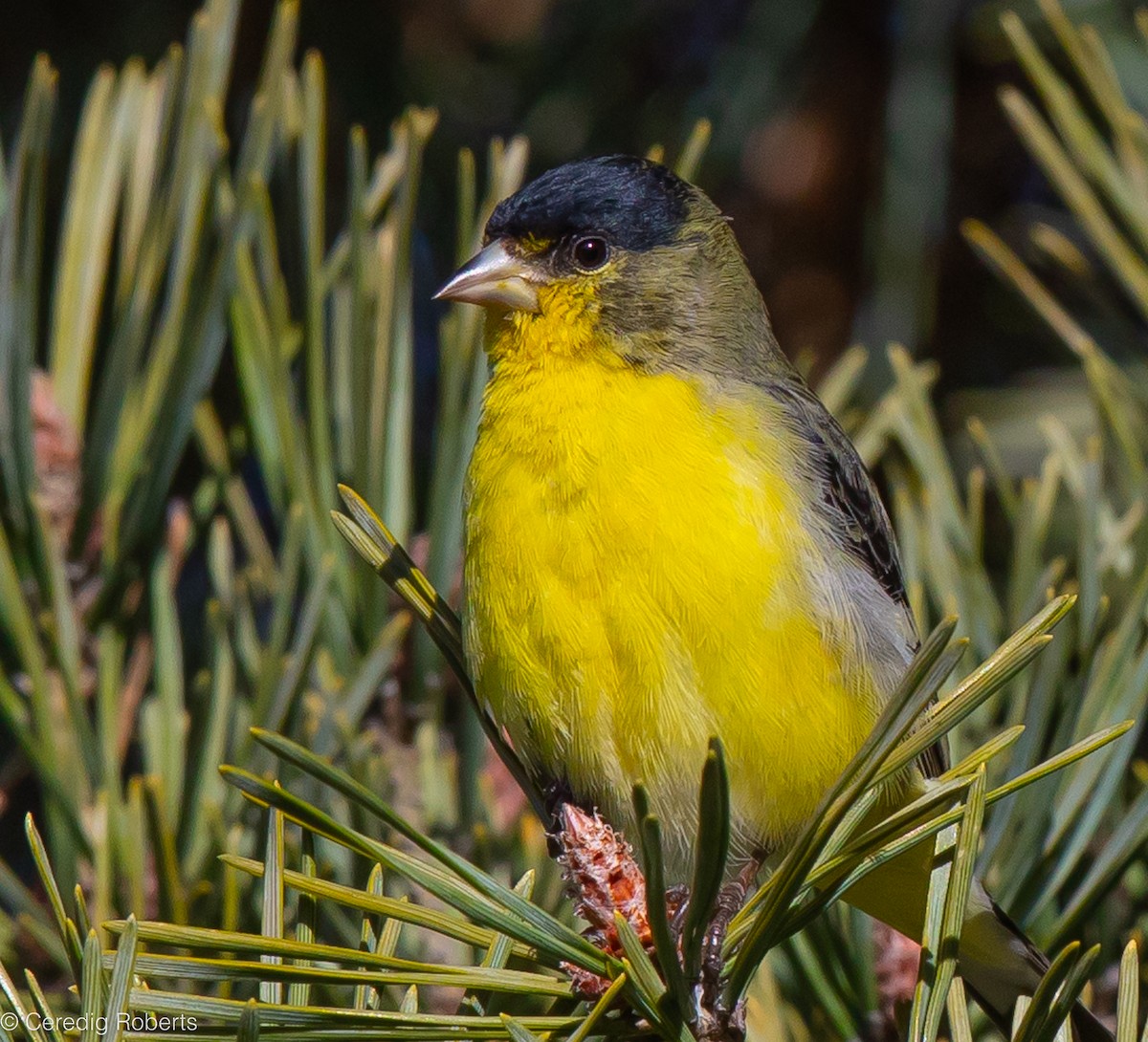 Lesser Goldfinch - Ceredig  Roberts