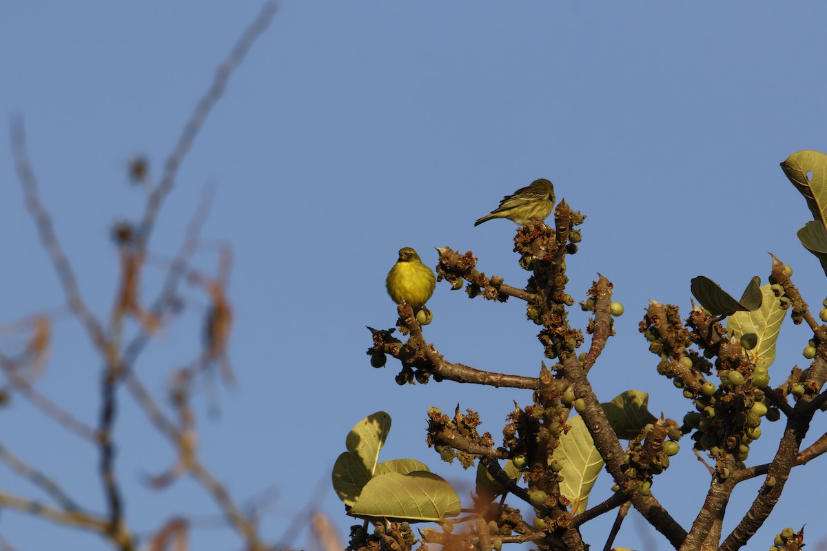 Serin à gros bec - ML616004591