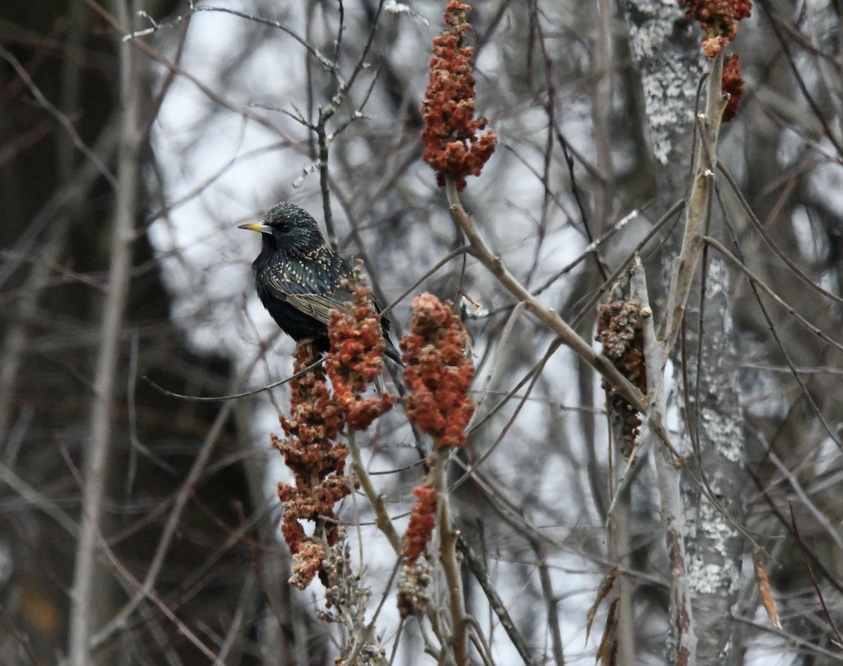 European Starling - Grant McKercher