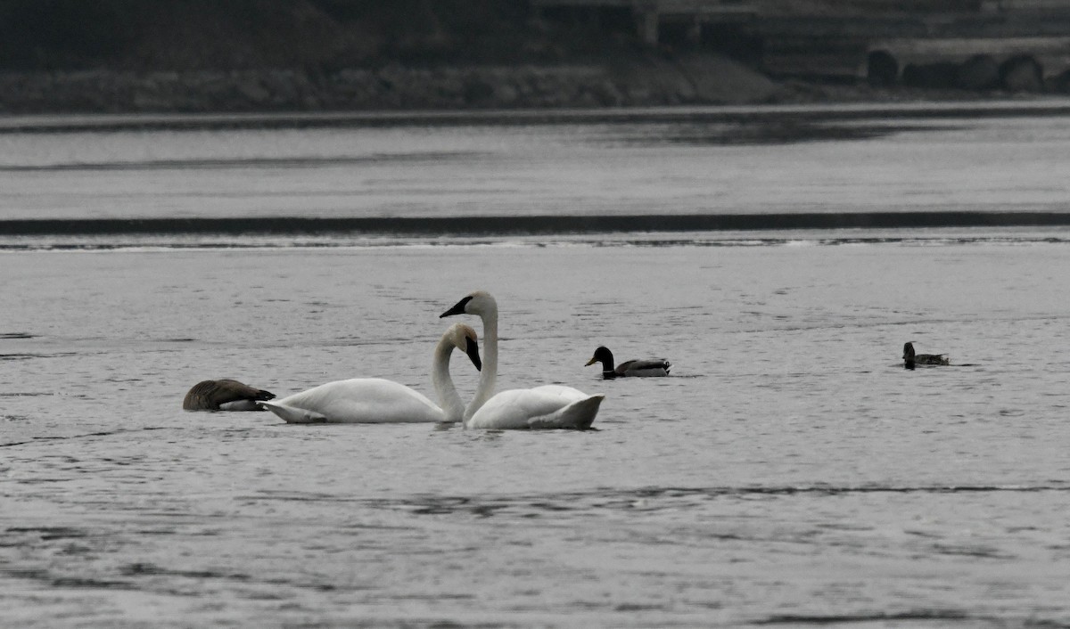 Trumpeter Swan - Grant McKercher