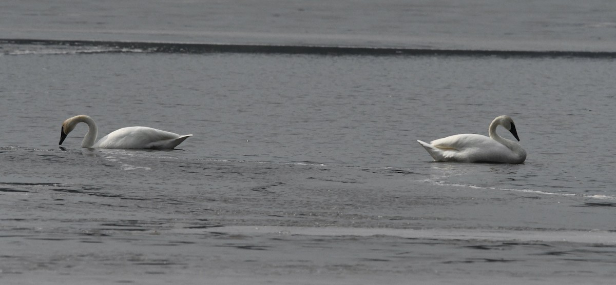 Trumpeter Swan - Grant McKercher