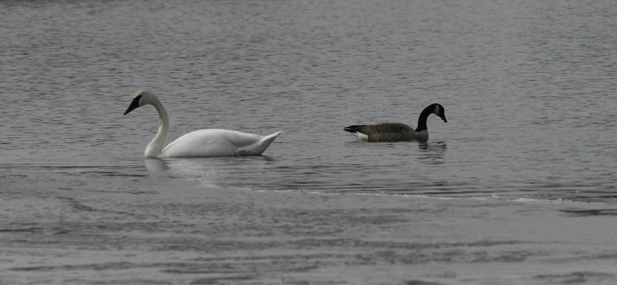 Cisne Trompetero - ML616004610