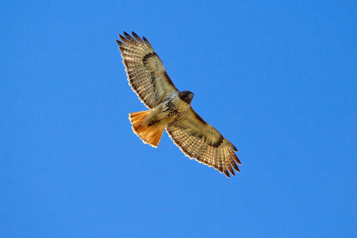 Red-tailed Hawk - Kelly Fox
