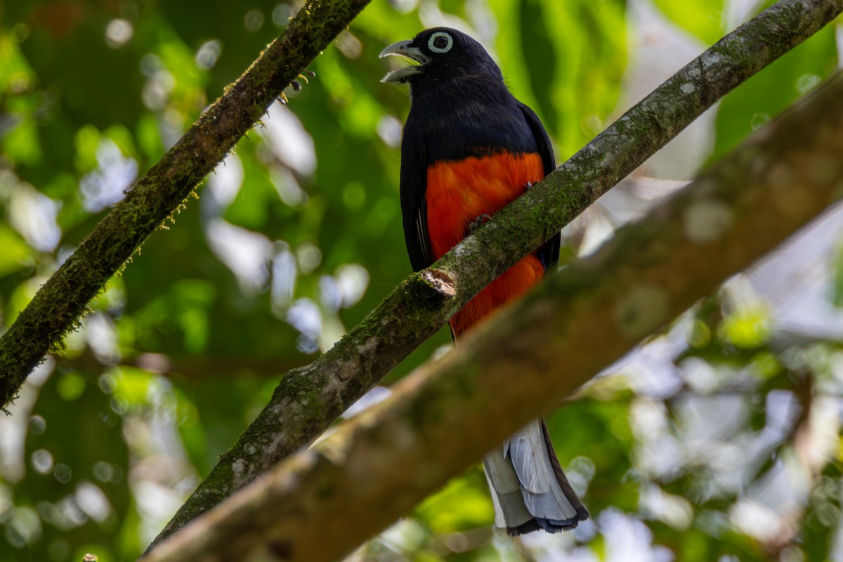 Trogon de Baird - ML616004621