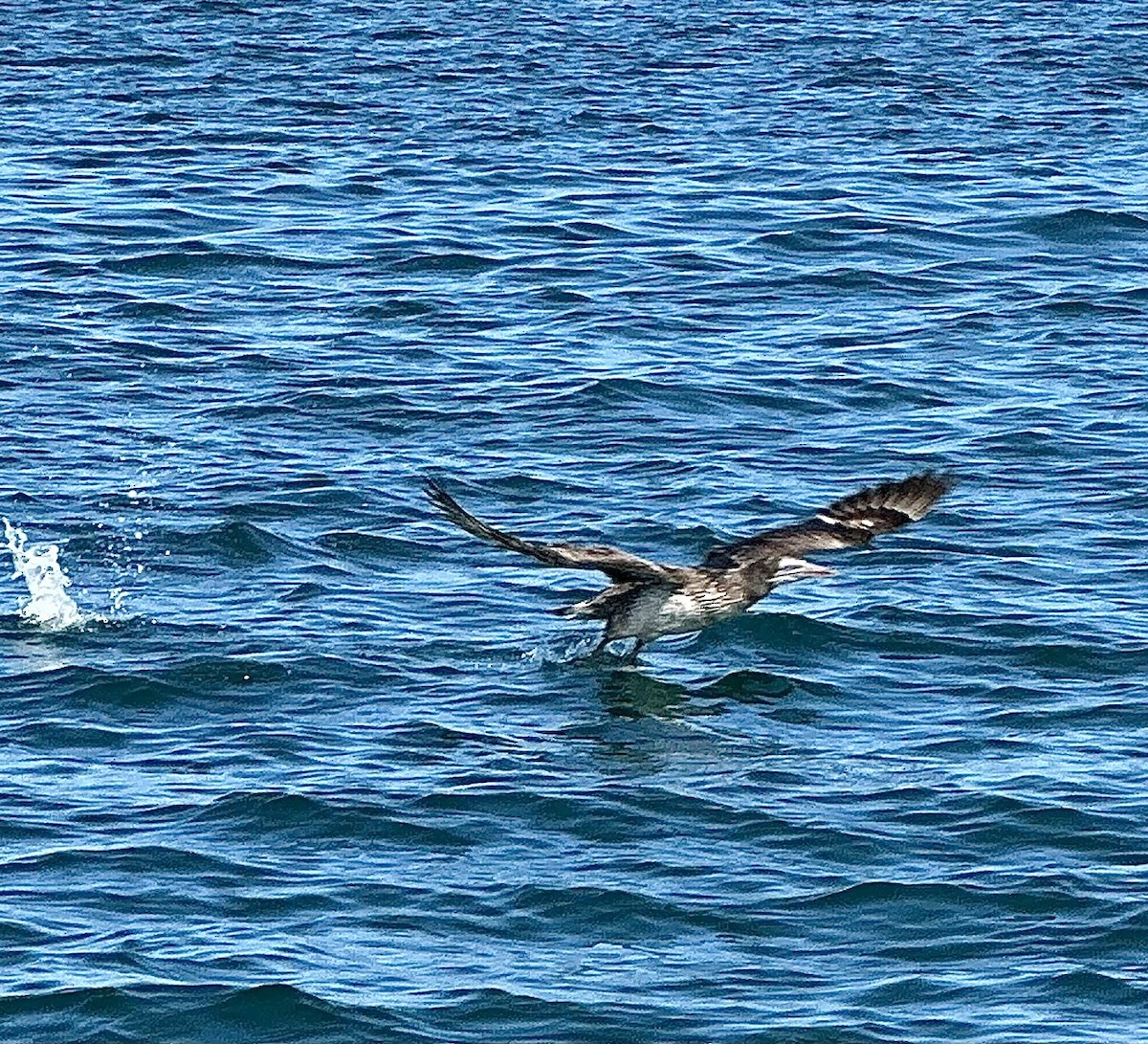 terej bílý - ML616004674