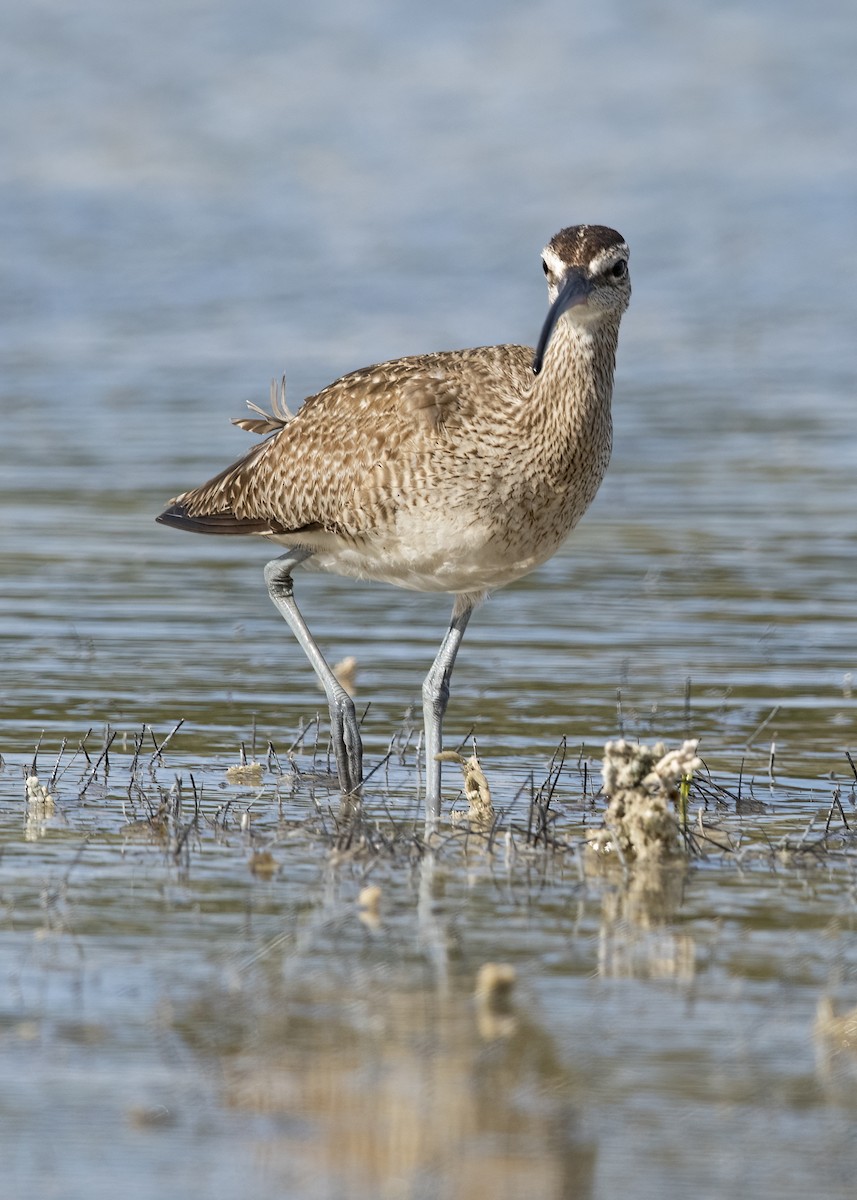 Hudsonian Whimbrel - ML616004697
