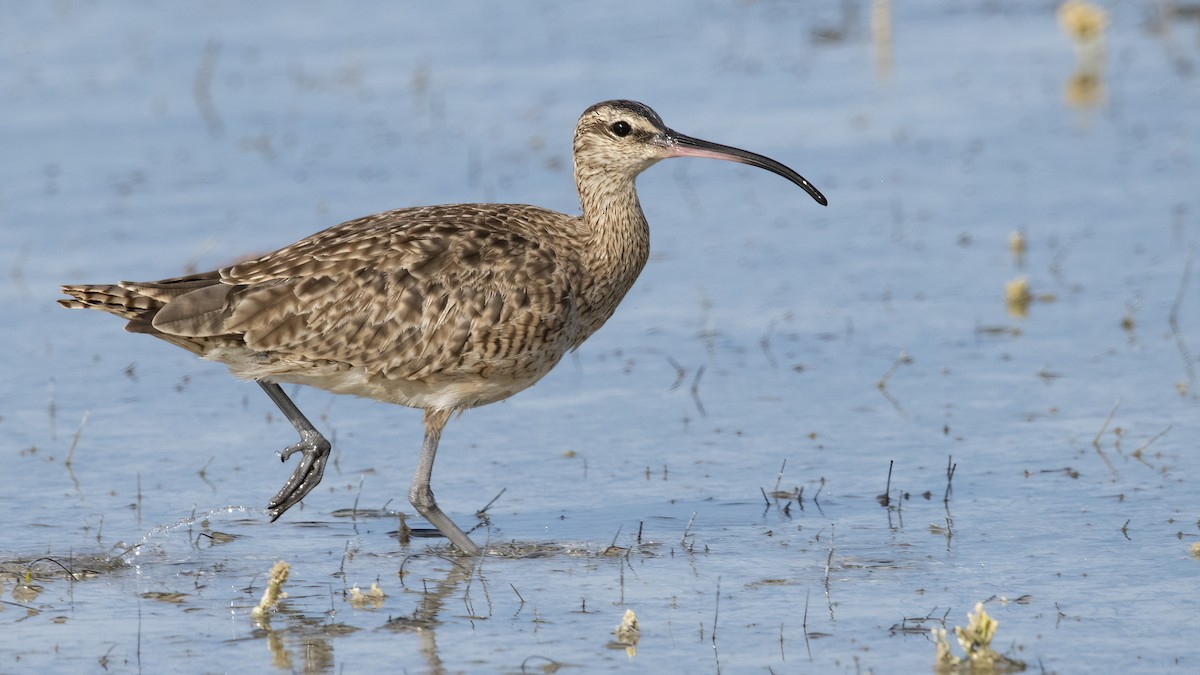 Hudsonian Whimbrel - ML616004700