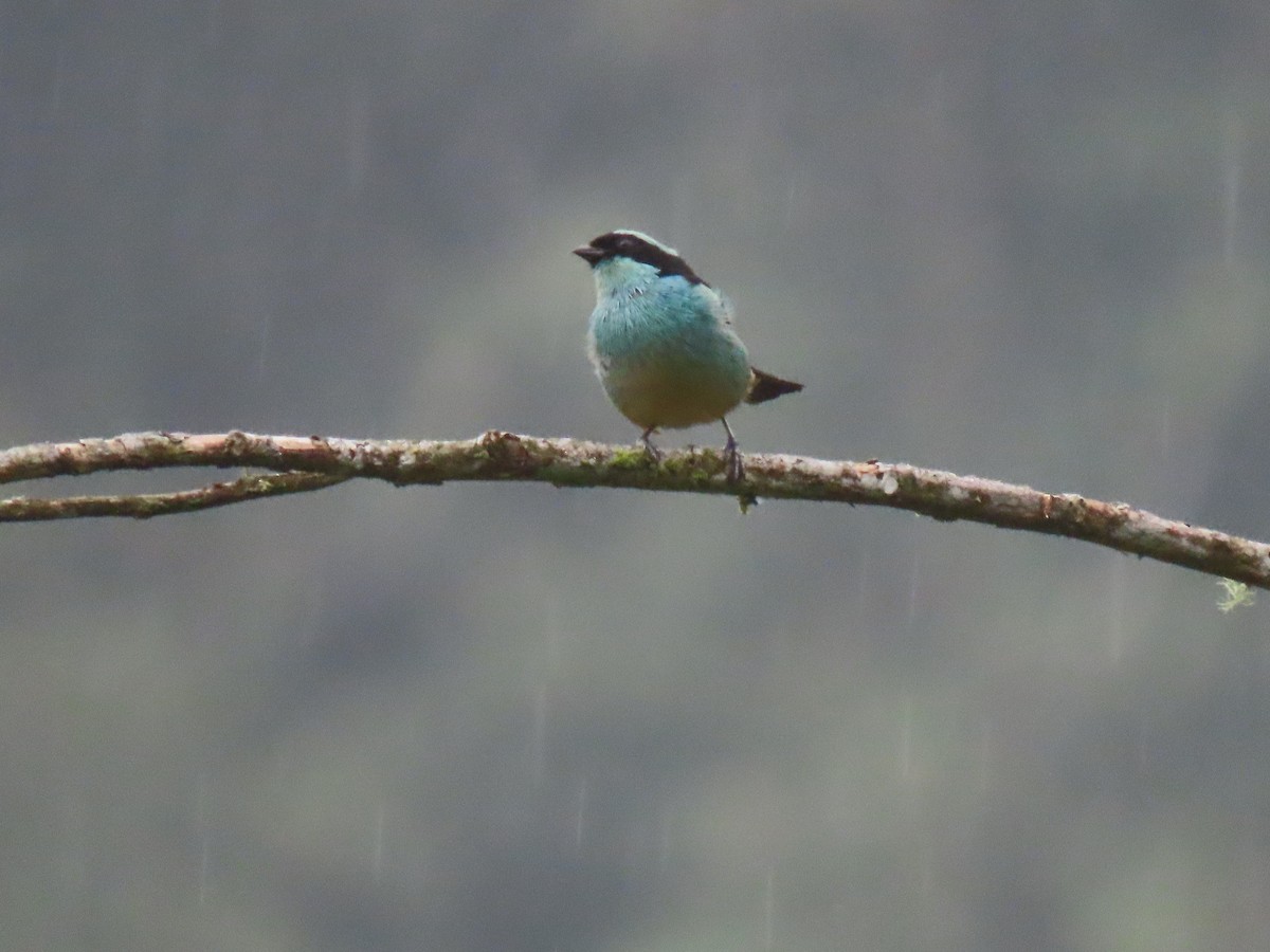 Blue-browed Tanager - ML616004705