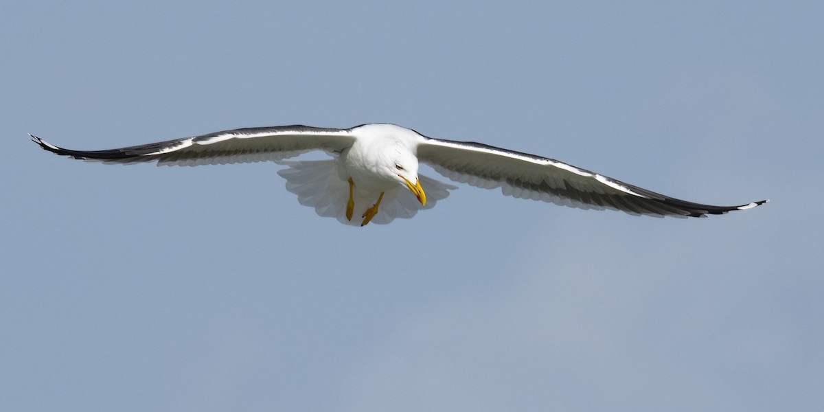 Lesser Black-backed Gull - ML616004706