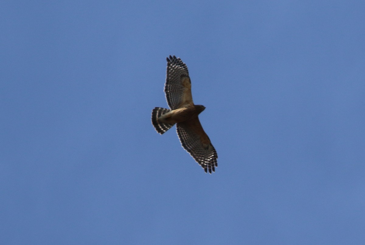 Red-shouldered Hawk - ML616004713