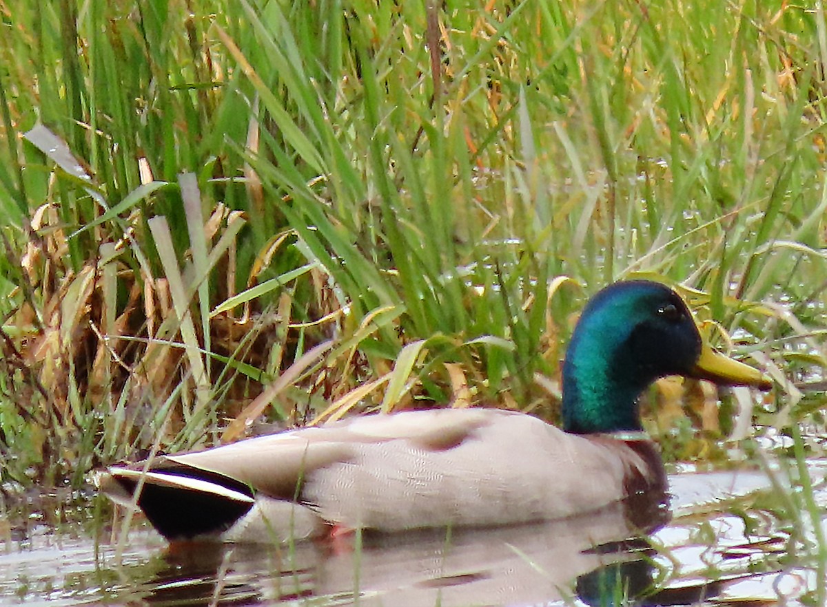 Canard colvert - ML616004726