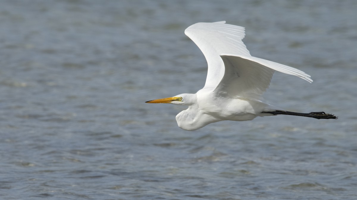 Great Egret - ML616004751