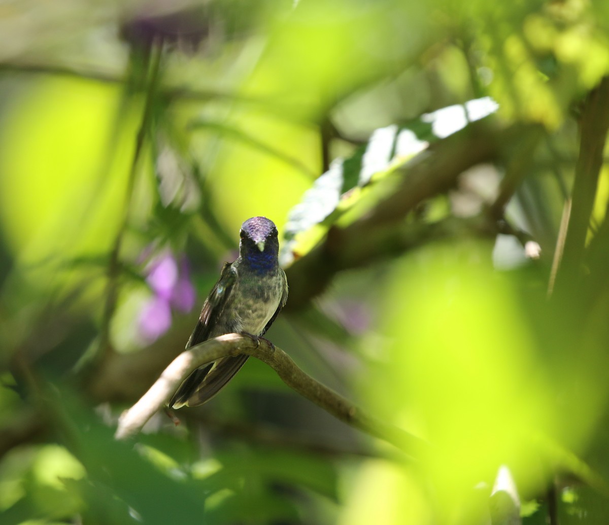 kolibřík fialovohlavý - ML616004759