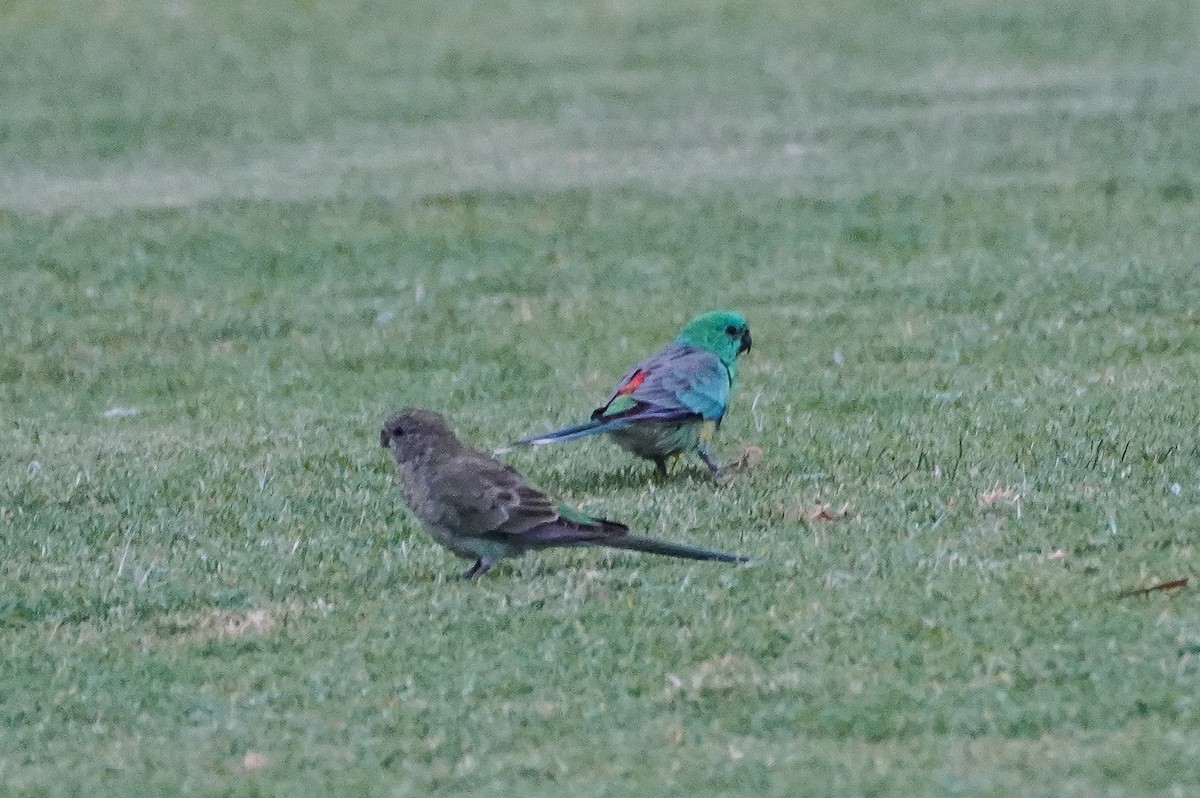 Red-rumped Parrot - ML616004838