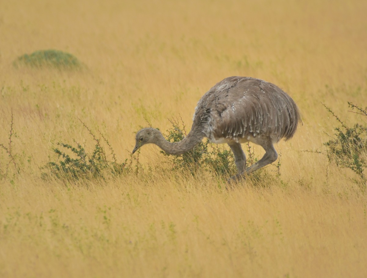 Lesser Rhea - ML616004852