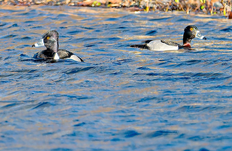 Ring-necked Duck - ML616004869