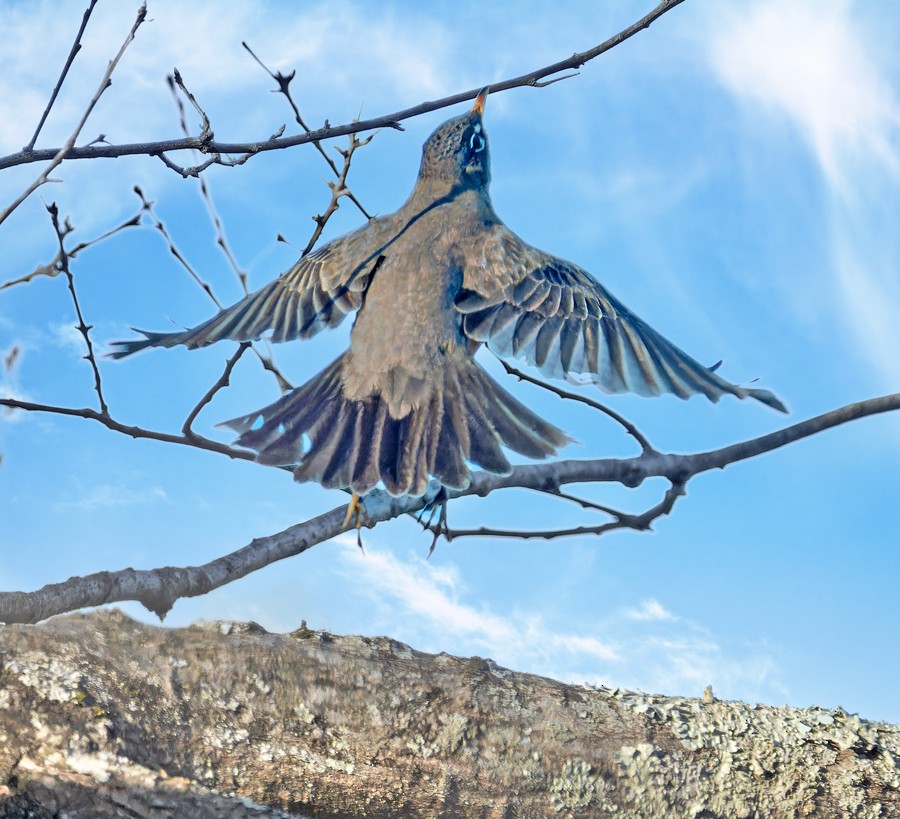 American Robin - ML616004885