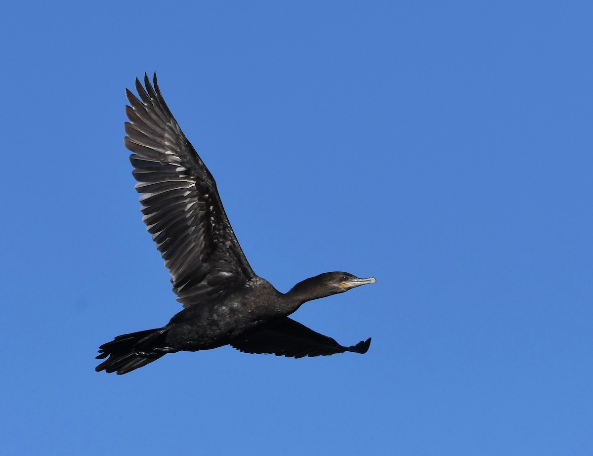 Neotropic Cormorant - ML616004891