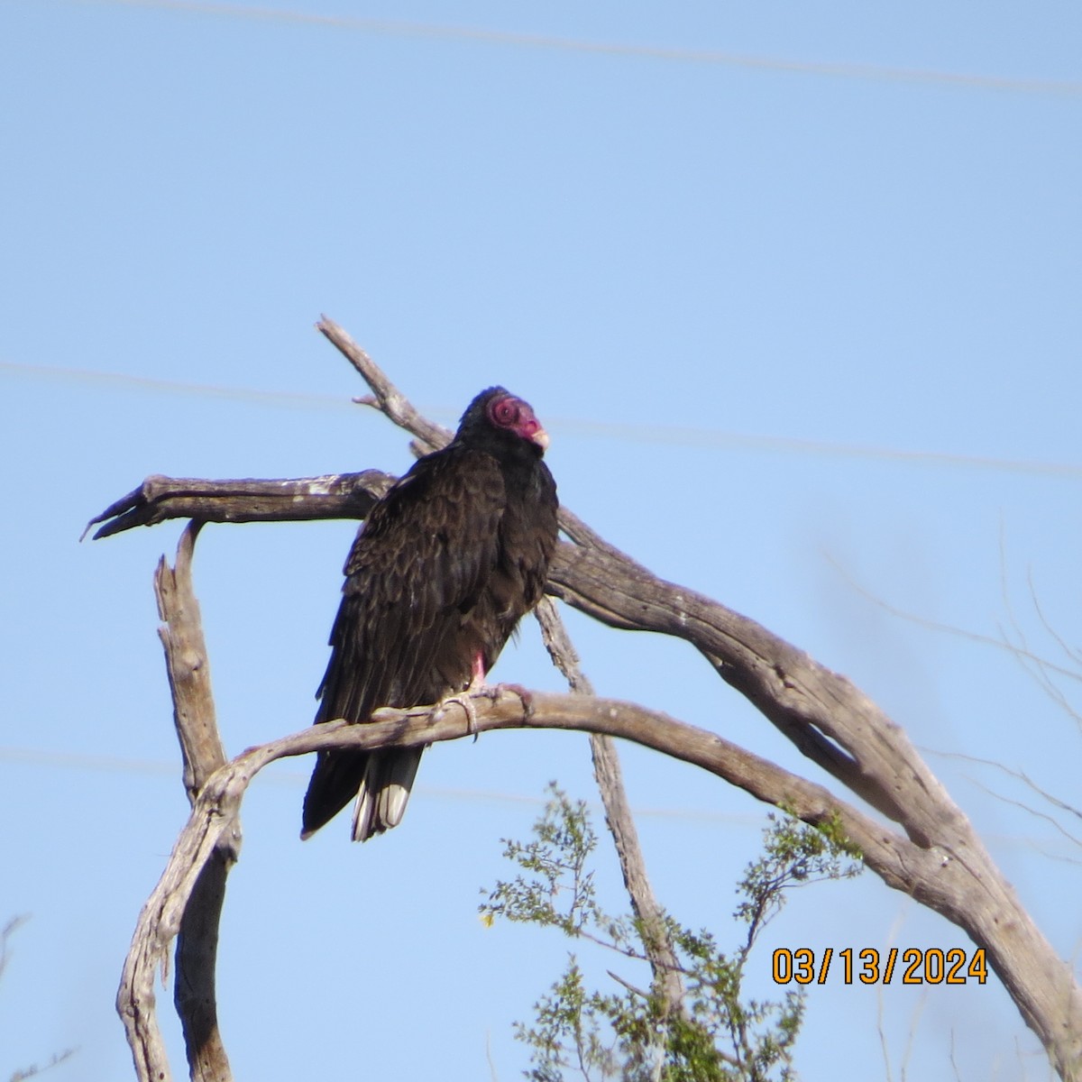 Turkey Vulture - ML616004897