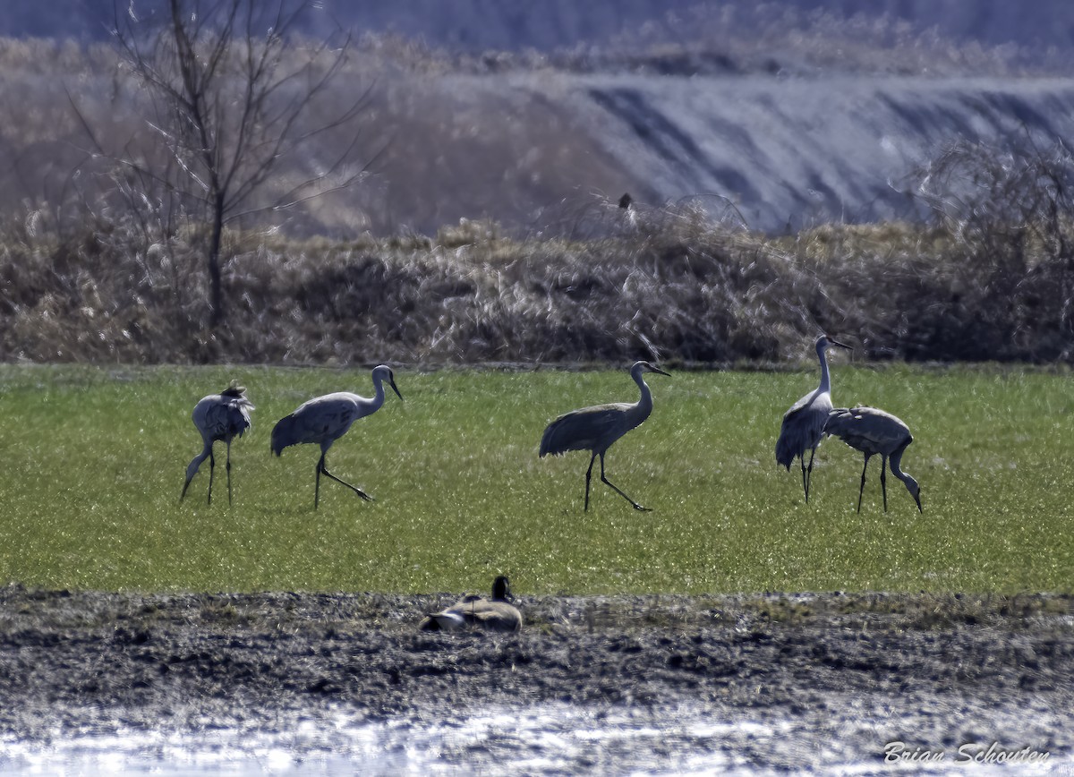 Sandhill Crane - ML616004924