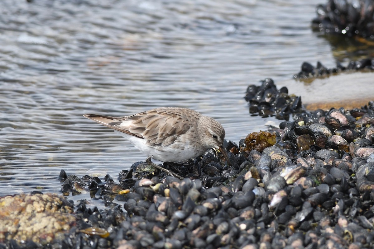 Weißbürzel-Strandläufer - ML616004975