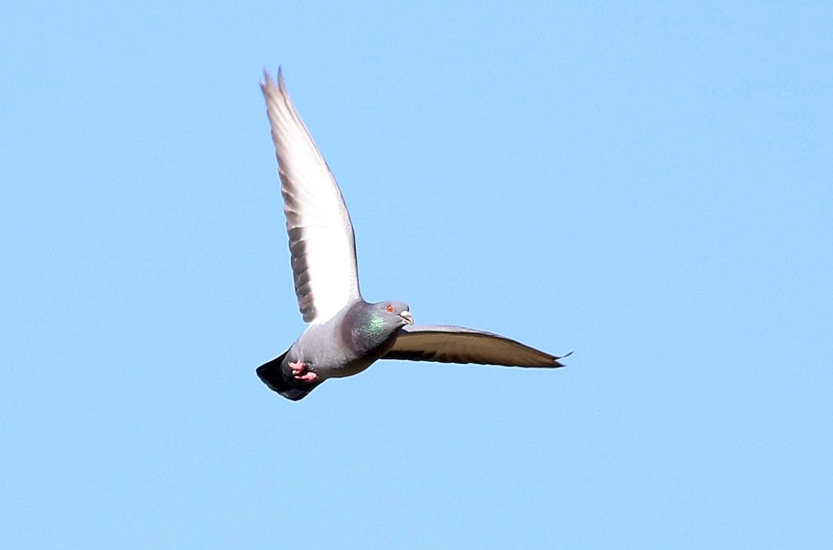 Rock Pigeon (Feral Pigeon) - ML616004984