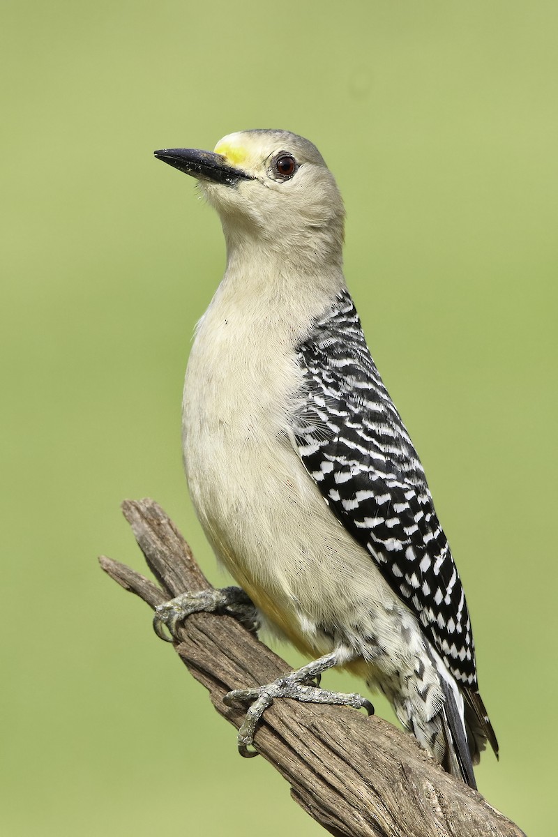 Golden-fronted Woodpecker - ML616005014