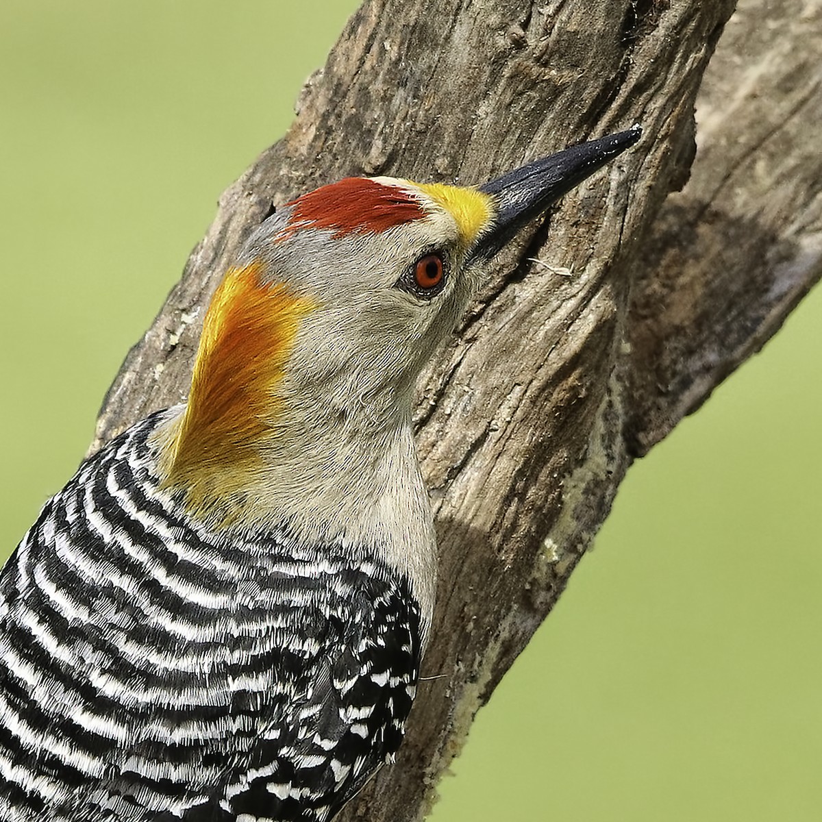 Golden-fronted Woodpecker - ML616005015