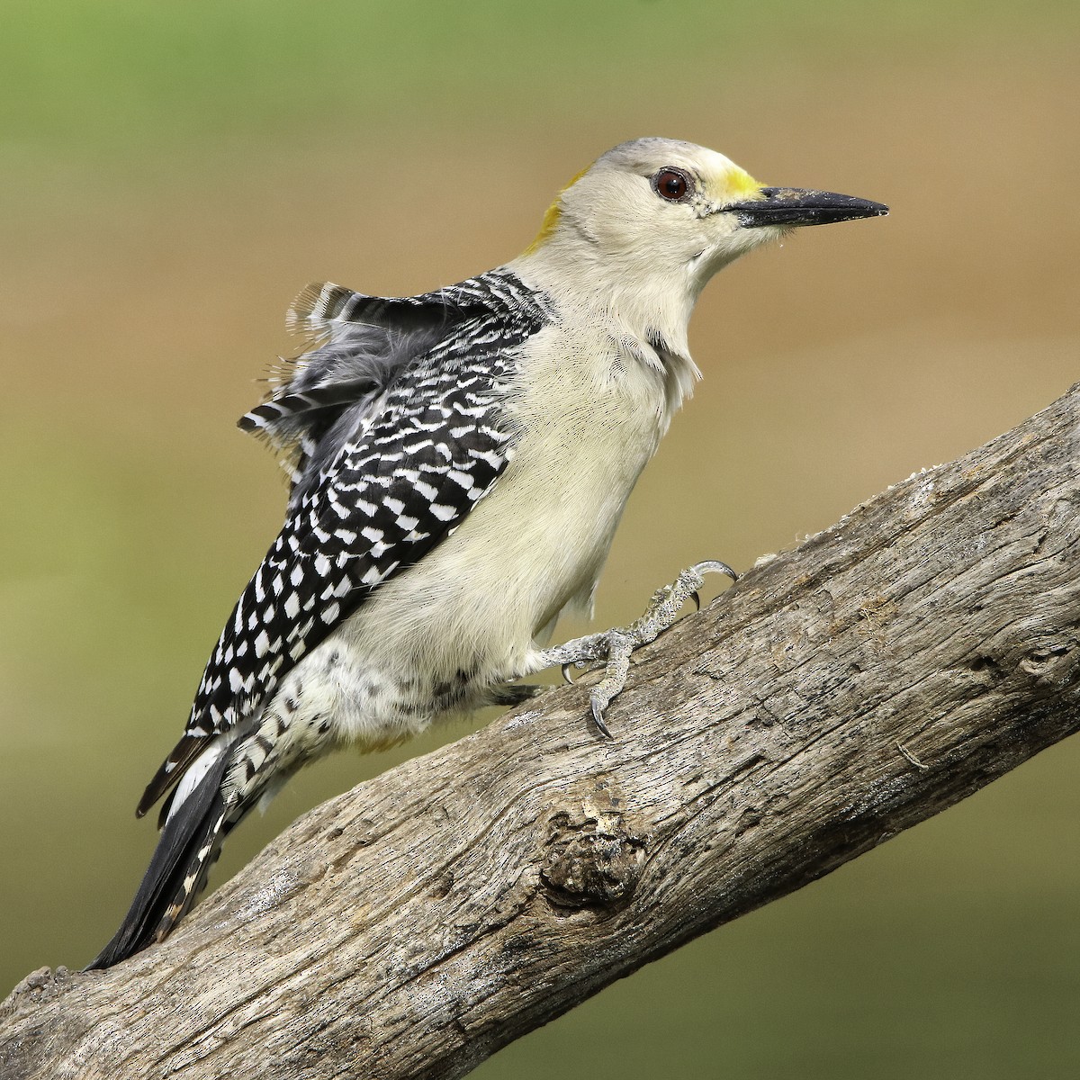 Golden-fronted Woodpecker - ML616005016