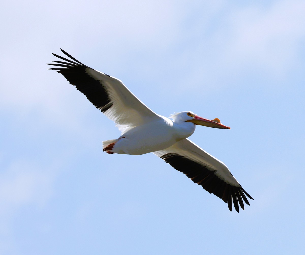 American White Pelican - ML616005028