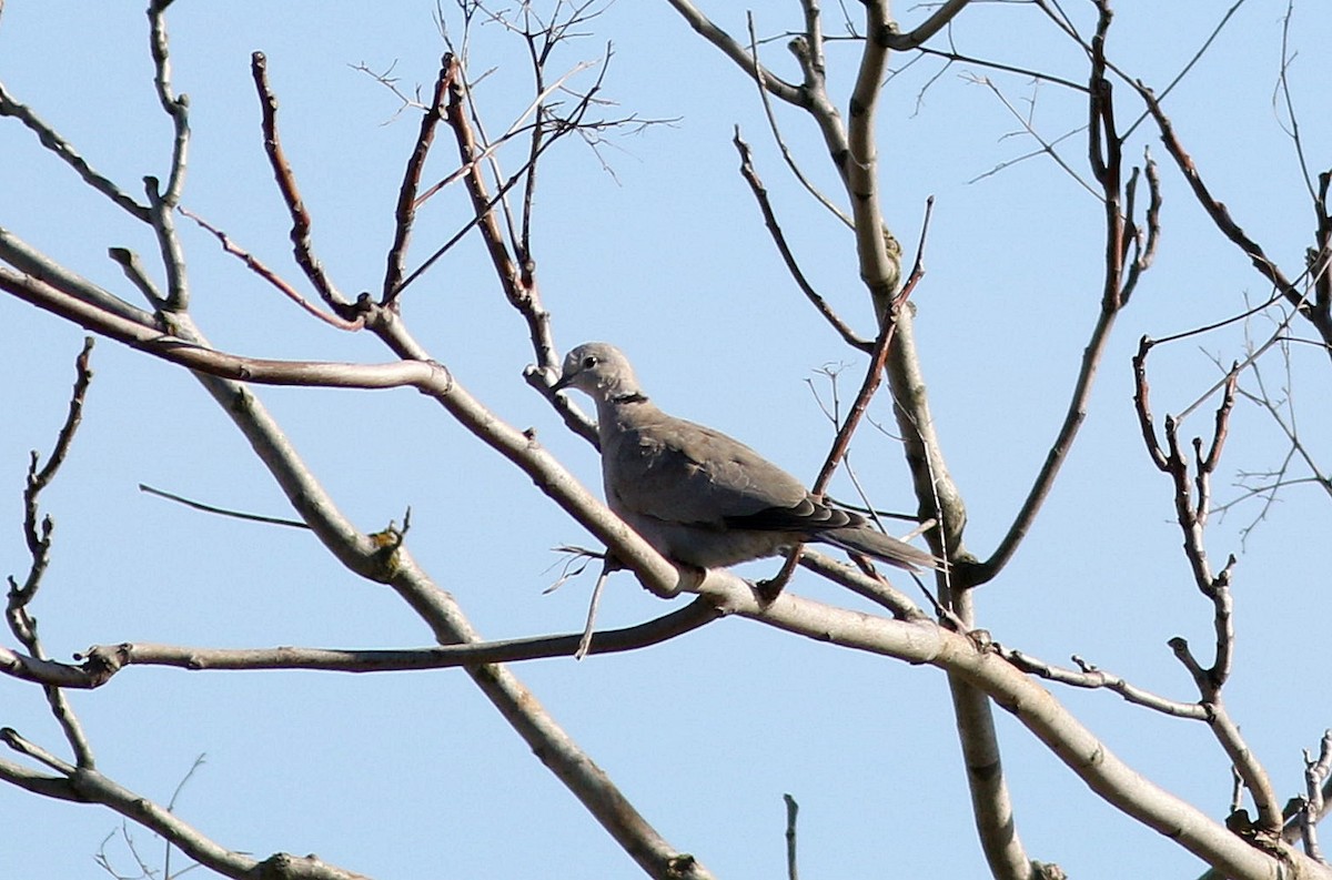Eurasian Collared-Dove - ML616005034
