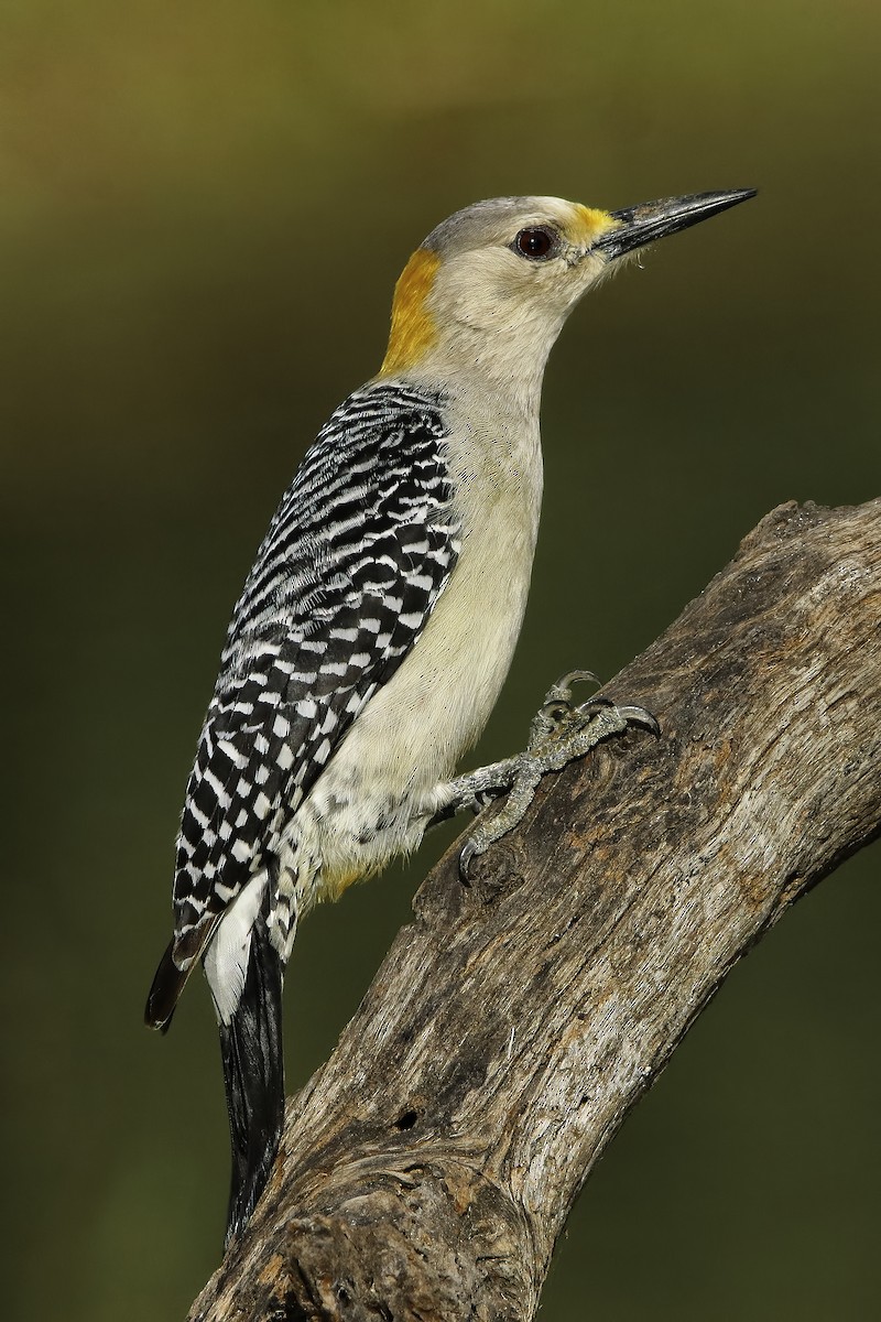 Golden-fronted Woodpecker - ML616005042