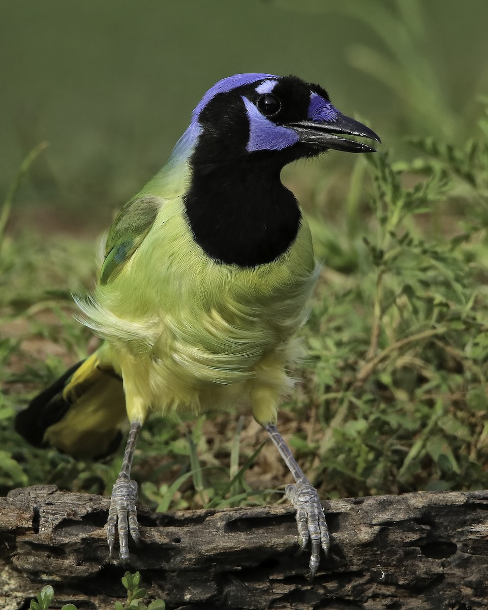 Green Jay - ML616005048