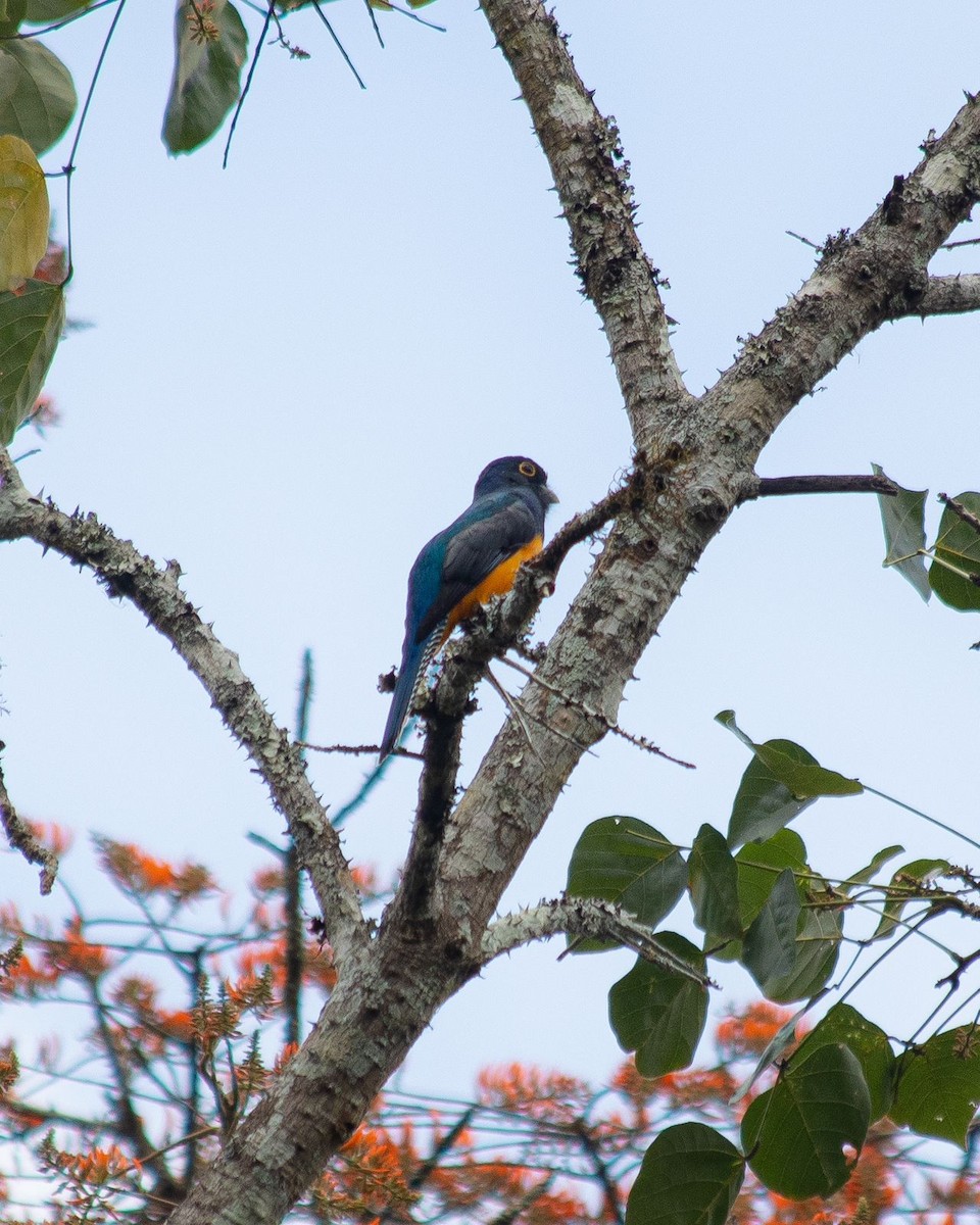 gulbrilletrogon - ML616005074