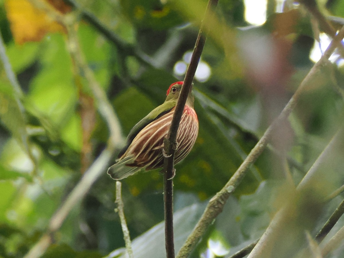 Striolated Manakin - ML616005101