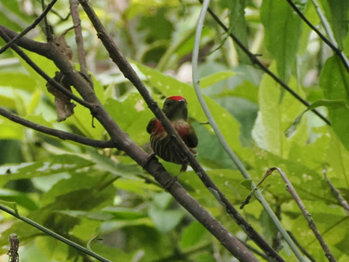 Striolated Manakin - Clay Bliznick