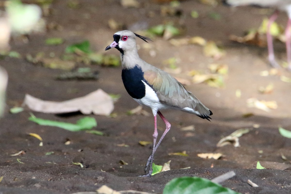 Southern Lapwing - Jean-Marie Gauthier