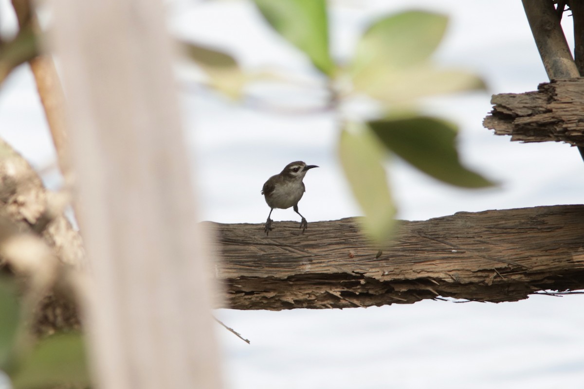 Mouse-brown Sunbird - ML616005175