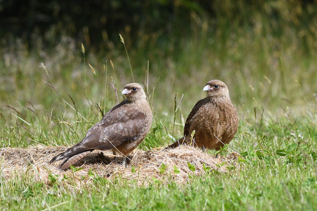 Caracara chimango - ML616005177